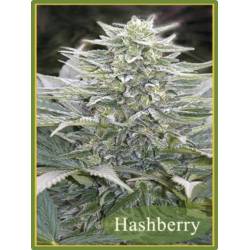Hashberry Regular